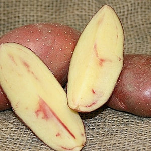 Organic French Classic Fingerling Potato seeds from SeedsNow-Potatoes, showing multiple small, elongated tubers on a white background.