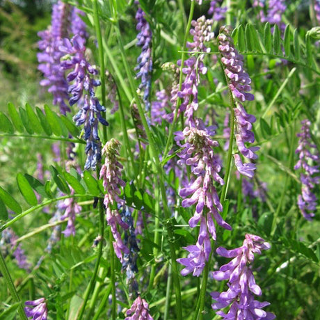 Cover Crop - Hairy Vetch - SeedsNow.com