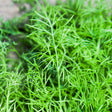 Dill - Mammoth - SeedsNow.com