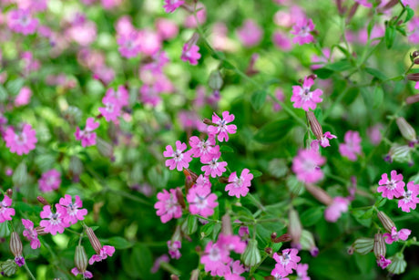 Nodding Catchfly flower seeds from SeedsNow-Flowers, showing small seed packets with vibrant flower illustrations.