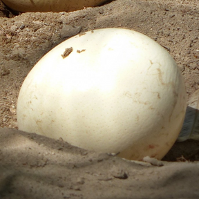 Large ostrich egg resting in a bird's nest, showcasing a natural gourd-like appearance with a textured shell.