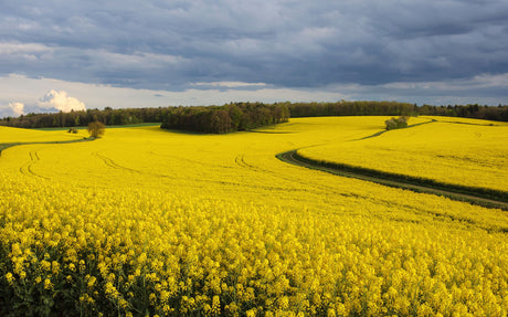 Rapeseed cover crop seeds from SeedsNow-CoverCrops, showing vibrant yellow flowering rapeseed plants in a field.