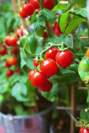 Tomato - Gardener's Delight/Sugar Lump (Indeterminate) - SeedsNow.com