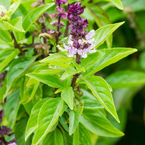 Mexican basil seeds from SeedsNow, showcasing small dark seeds ideal for planting basil in a garden or pot.
