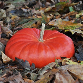Cinderella pumpkin seeds from SeedsNow displayed in a natural setting with green pumpkin leaves and ripe pumpkins.