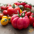 Tomato - Beefsteak, Pink (Indeterminate) - SeedsNow.com