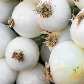 White Globe Onion seeds from SeedsNow, showing small white onion seed bulbs on a natural background.