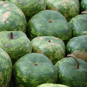 Close-up of green gourds resembling small apples with rough patches and stems visible