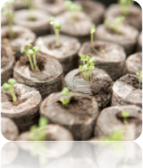 Free All-in-1 Seed Starter Kit with soil, seed trays, and gardening tools for easy planting and gardening success.