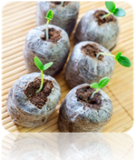 Seed starter kit with seedlings sprouting in soil pods on wooden surface