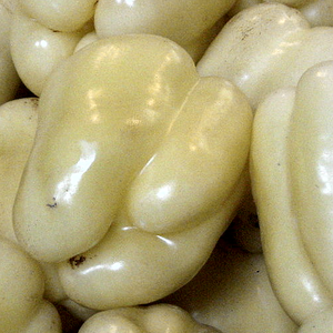 White Cloud sweet bell pepper from SeedsNow, showing bright white, glossy, bell-shaped pepper on a plant.